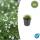 Bodendecker - Steingarten - Sternmoos - Sagina subulata - 9cm Topf - Set mit 6 Pflanzen