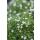 Bodendecker - Steingarten - Sternmoos - Sagina subulata - 9cm Topf - Set mit 6 Pflanzen