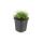 Bodendecker - Steingarten - Sternmoos - Sagina subulata - 9cm Topf - Set mit 6 Pflanzen