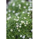 Bodendecker - Steingarten - Sternmoos - Sagina subulata - 9cm Topf - Set mit 20 Pflanzen