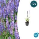 Sauge ornementale - Salvia nemorosa Caradonna - Pot de...