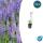 Sauge ornementale - Salvia nemorosa Caradonna - Pot de 9cm - Set de 12 plantes