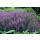 Sauge ornementale - Salvia nemorosa Caradonna - Pot de 9cm - Set de 12 plantes