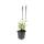 Sauge ornementale - Salvia nemorosa Caradonna - Pot de 9cm - Set de 12 plantes