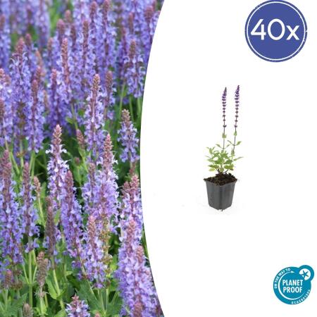 Ornamental sage - Steppe sage - Salvia nemorosa Caradonna - 9cm pot - Set of 40 plants