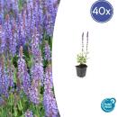 Ornamental sage - Steppe sage - Salvia nemorosa Caradonna - 9cm pot - Set of 40 plants