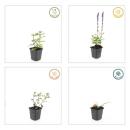 Ornamental sage - Steppe sage - Salvia nemorosa Caradonna - 9cm pot - Set of 40 plants
