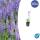 Ornamental sage - Steppe sage - Salvia nemorosa Caradonna - 9cm pot - Set of 40 plants