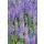 Ornamental sage - Steppe sage - Salvia nemorosa Caradonna - 9cm pot - Set of 40 plants