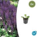 Sauge ornementale - Salvia nemorosa Mainacht - Pot de 9cm...
