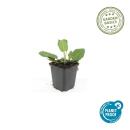 Sauge ornementale - Salvia nemorosa Mainacht - Pot de 9cm - Set de 6 plantes