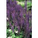 Sauge ornementale - Salvia nemorosa Mainacht - Pot de 9cm - Set de 6 plantes