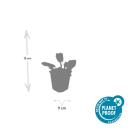 Sauge ornementale - Salvia nemorosa Mainacht - Pot de 9cm - Set de 6 plantes