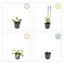 Sauge ornementale - Salvia nemorosa Mainacht - Pot de 9cm - Set de 6 plantes