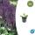 Sauge ornementale - Salvia nemorosa Mainacht - Pot de 9cm - Set de 6 plantes