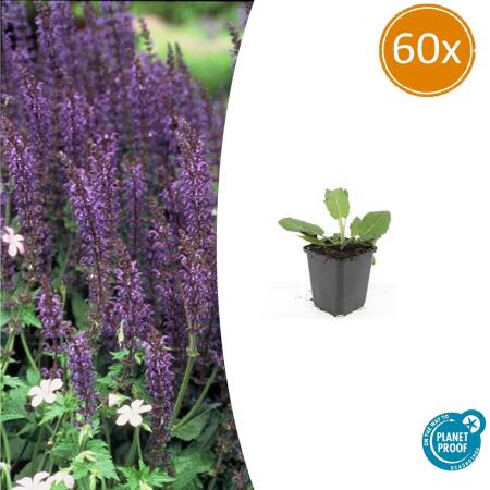Ziersalbei - Steppensalbei - Salvia nemorosa Mainacht - 9cm Topf - Set mit 60 Pflanzen