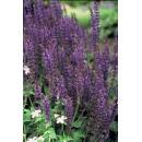 Ziersalbei - Steppensalbei - Salvia nemorosa Mainacht - 9cm Topf - Set mit 60 Pflanzen