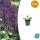 Ziersalbei - Steppensalbei - Salvia nemorosa Mainacht - 9cm Topf - Set mit 60 Pflanzen