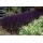 Ziersalbei - Steppensalbei - Salvia nemorosa Mainacht - 9cm Topf - Set mit 60 Pflanzen