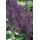 Ziersalbei - Steppensalbei - Salvia nemorosa Mainacht - 9cm Topf - Set mit 60 Pflanzen
