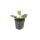 Ziersalbei - Steppensalbei - Salvia nemorosa Mainacht - 9cm Topf - Set mit 60 Pflanzen
