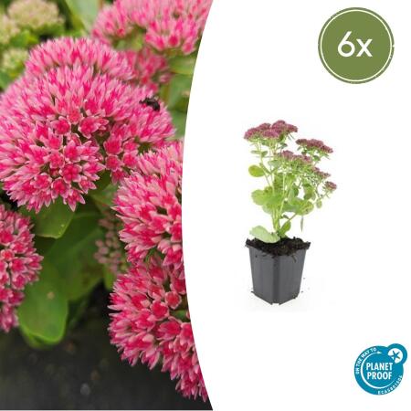 Fette Henne - Sedum telephium Herbstfreude - easy-care perennial - 9cm pot - set of 6 plants