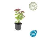Fette Henne - Sedum telephium Herbstfreude - easy-care perennial - 9cm pot - set of 6 plants