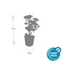Fette Henne - Sedum telephium Herbstfreude - easy-care perennial - 9cm pot - set of 6 plants