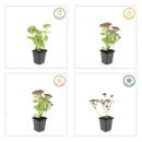 Fette Henne - Sedum telephium Herbstfreude - easy-care perennial - 9cm pot - set of 6 plants