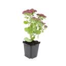 Fette Henne - Sedum telephium Herbstfreude - easy-care perennial - 9cm pot - set of 6 plants