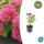 Fette Henne - Sedum telephium Herbstfreude - easy-care perennial - 9cm pot - set of 6 plants