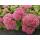 Fette Henne - Sedum telephium Herbstfreude - easy-care perennial - 9cm pot - set of 6 plants