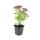 Fette Henne - Sedum telephium Herbstfreude - easy-care perennial - 9cm pot - set of 6 plants