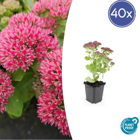 Fette Henne - Sedum telephium Herbstfreude - easy-care perennial - 9cm pot - set of 40 plants