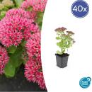 Fette Henne - Sedum telephium Herbstfreude - easy-care perennial - 9cm pot - set of 40 plants