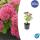 Fette Henne - Sedum telephium Herbstfreude - easy-care perennial - 9cm pot - set of 40 plants