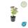 Fette Henne - Sedum telephium Herbstfreude - easy-care perennial - 9cm pot - set of 40 plants