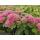 Fette Henne - Sedum telephium Herbstfreude - easy-care perennial - 9cm pot - set of 40 plants