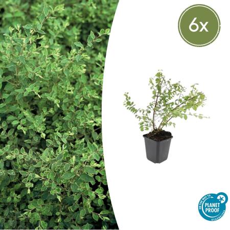 Bodendecker - Niedrige Purpurbeere - Symphoricarpos chenaultii Hancock - 9cm Topf - Set mit 6 Pflanzen