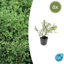Bodendecker - Niedrige Purpurbeere - Symphoricarpos chenaultii Hancock - 9cm Topf - Set mit 6 Pflanzen