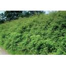 Bodendecker - Niedrige Purpurbeere - Symphoricarpos chenaultii Hancock - 9cm Topf - Set mit 6 Pflanzen