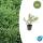 Bodendecker - Niedrige Purpurbeere - Symphoricarpos chenaultii Hancock - 9cm Topf - Set mit 6 Pflanzen