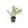 Bodendecker - Niedrige Purpurbeere - Symphoricarpos chenaultii Hancock - 9cm Topf - Set mit 6 Pflanzen