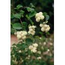 Bodendecker - Niedrige Purpurbeere - Symphoricarpos chenaultii Hancock - 9cm Topf - Set mit 12 Pflanzen