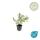 Bodendecker - Niedrige Purpurbeere - Symphoricarpos chenaultii Hancock - 9cm Topf - Set mit 12 Pflanzen