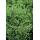 Bodendecker - Niedrige Purpurbeere - Symphoricarpos chenaultii Hancock - 9cm Topf - Set mit 12 Pflanzen