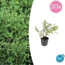 Ground cover - Low purple berry - Symphoricarpos chenaultii Hancock - 9cm pot - Set of 20 plants