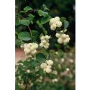 Ground cover - Low purple berry - Symphoricarpos chenaultii Hancock - 9cm pot - Set of 20 plants