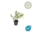 Ground cover - Low purple berry - Symphoricarpos chenaultii Hancock - 9cm pot - Set of 20 plants