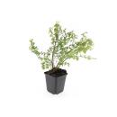 Ground cover - Low purple berry - Symphoricarpos chenaultii Hancock - 9cm pot - Set of 20 plants